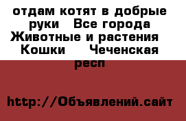 отдам котят в добрые руки - Все города Животные и растения » Кошки   . Чеченская респ.